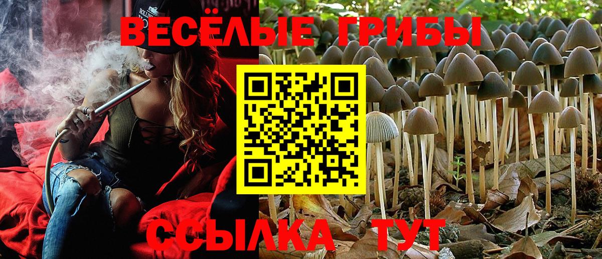 Псилоцибиновые грибы Psilocybe Ноябрьск